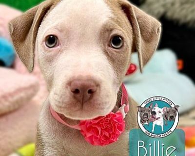 Billie Holiday Jazz - Pit Bull Terrier Female Puppy for Adoption