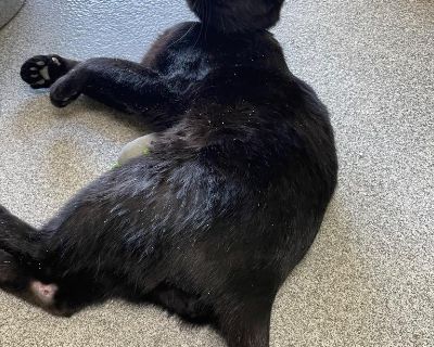 Meet Apparition! He's an ornery little 8 month old baby. He is such a sweet boy but still very kitten like. Apparition loves to spend his time playing with toy mice. He will meow for attention and take all that he can. He was surrendered to us because his roommate wasn't too fond of him. Apparition is neutered and up to date on vaccines.. Characteristics Affectionate, Curious, Friendly, Funny, ...