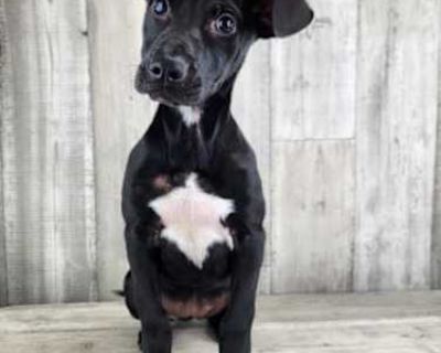 Sukie - Labrador Retriever Female Puppy for Adoption