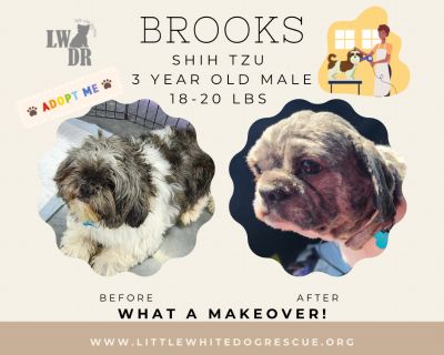 Shih tzu- Brooks - Shih Tzu Male Dog for Adoption