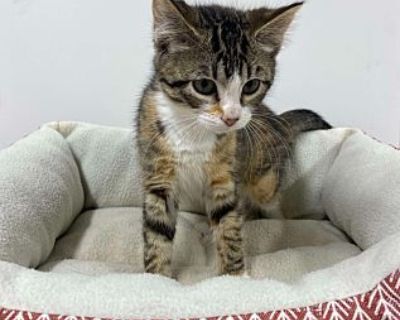 Faline - Domestic Shorthair Female Cat for Adoption