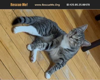 Mochi - Male Kitten American Shorthair for Adoption