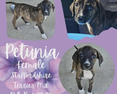 Out-of-town pets are cared for by non-local organizations who can make arrangements for the pet to be transported to your area. Learn More. Puppy Female Medium Brindle , White / Cream
