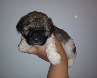 Adorable shihtzu pups available soon