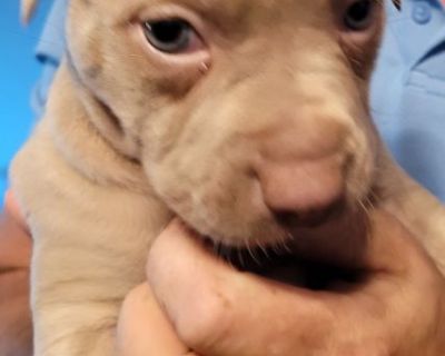 Pitbull Puppies