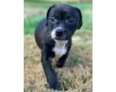 Adopt LeeLee a Black Boxer / Labrador Retriever / Mixed dog in Rancho Santa