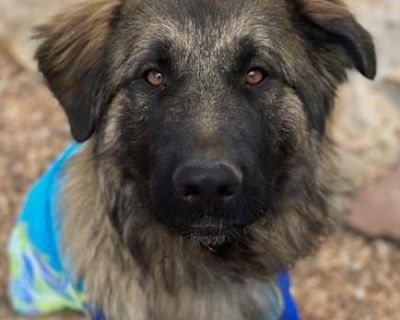 Ryder - German Shepherd Dog/Great Pyrenees Mix Male Dog for Adoption