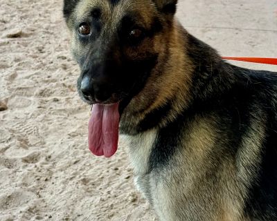 Absolutely Lovely!!! - German Shepherd Dog Female Dog for Adoption