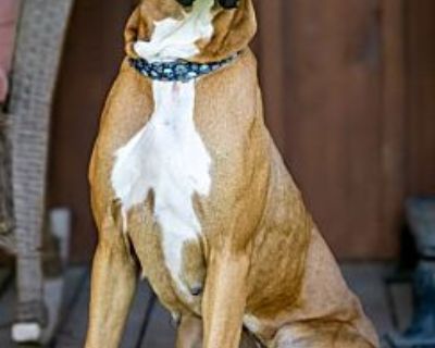 DARLING DAISY - Boxer/Great Dane Mix Female Dog for Adoption