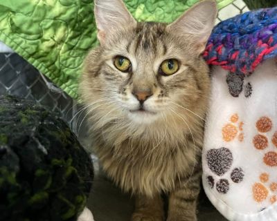 Godiva - Domestic Long Hair Mix Female Cat for Adoption