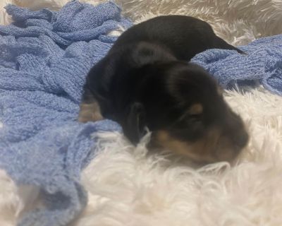 4 Male and 2 Female Dachshund Puppies for Sale