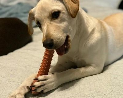 Meet Sadie! She is currently 5 months old, and we think she may be a lab/chi mix, but with rescue it s always a guess! This puppy is from a part of the US where puppies are regularly euthanized. So, this puppy needs you! If you choose a puppy from this rescue, it saves their life AND it also allows us to save the life of another in its place. Watch Sadie's video here: https://m.youtube.com/watc...