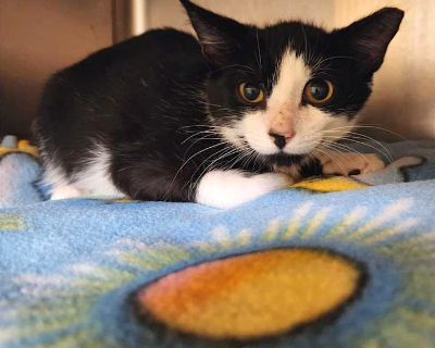 Child. White. Our kittens are busy playing, exploring, and showing off their personalities come meet your new best friend!