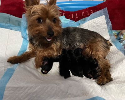 2 Male Yorkshire Terrier Puppies for Sale