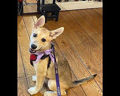 Edith - Shepherd (Unknown Type)/Husky Mix Female Puppy for Adoption