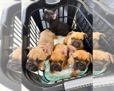 French Bulldog Puppies for Sale (2 Puppies Left)