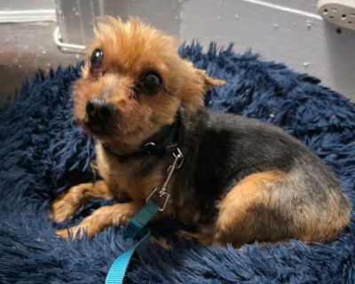Blake - Yorkie, Yorkshire Terrier Male Dog for Adoption