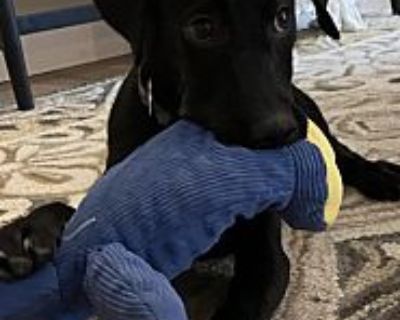 Baby Hank - Labrador Retriever Male Puppy for Adoption