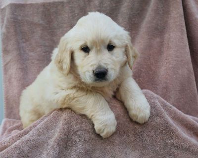 Charlie - 7 Weeks Male Golden Retriever Puppy for Sale