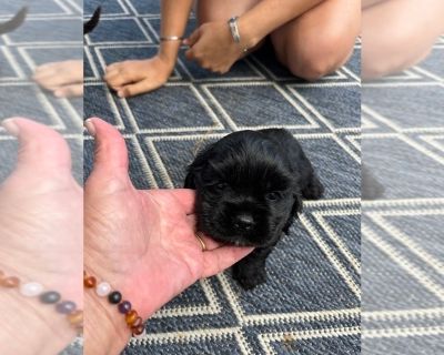 Little star - Cocker Spaniel Female Puppy for Sale