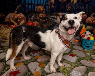 Doogie - Australian Cattle Dog / Blue Heeler & Terrier Mix Male Dog for Adoption