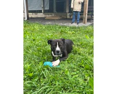 Oscar - American Pit Bull Terrier/Mixed Breed (Medium) Mix Male Dog for Adoption