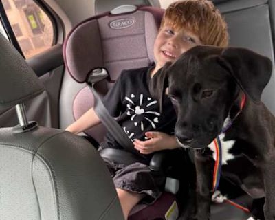 MOCHA - Boxer/Labrador Retriever Mix Female Puppy for Adoption
