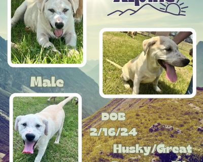 Alpine - Great Pyrenees & Siberian Husky Mix Female Puppy for Adoption