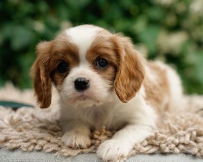 1 Male Cavalier King Charles Spaniel Puppy for Sale