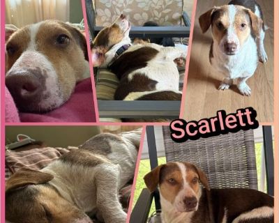 Scarlett - Female Puppy Jack Russell / Beagle for Adoption