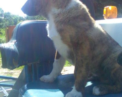 Dutch Heeler Puppy Fall Moving Sale