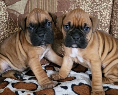 Boxer Puppies 2 Males