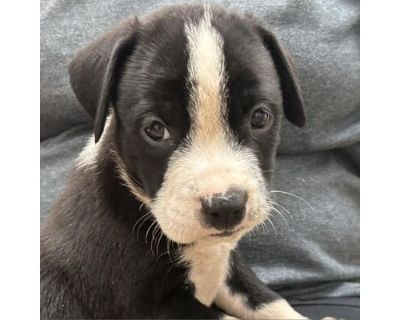 Emma - Terrier (Unknown Type, Medium)/Mixed Breed (Medium) Mix Female Puppy for Adoption