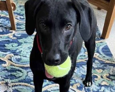 George Michael - Labrador Retriever Male Puppy for Adoption