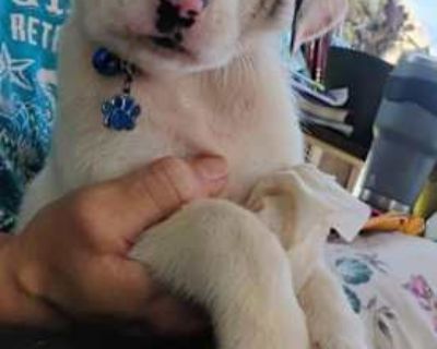 Finley - Collie/Australian Shepherd Mix Male Puppy for Adoption