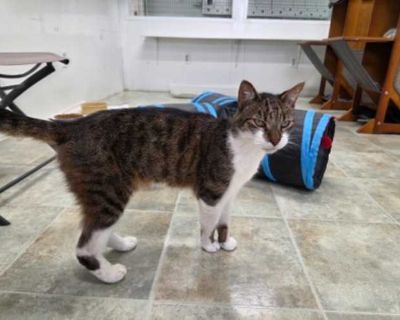 Ken - Domestic Shorthair Male Cat for Adoption