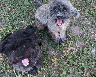 Lebron & Hachi - Maltese Mix Male Dog for Adoption