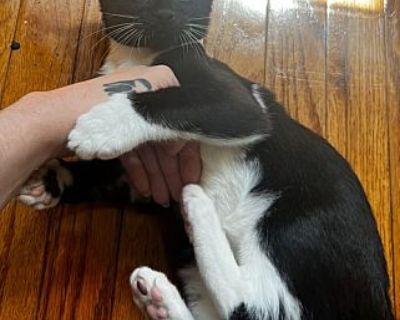 Heron - Domestic Shorthair Male Cat for Adoption