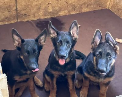 German Shepherd Puppies for sale