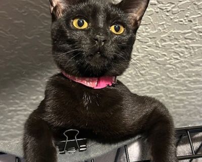 Clara - Domestic Shorthair Female Kitten for Adoption