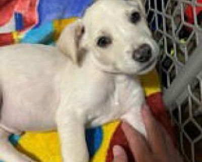 Cooper - Labrador Retriever Male Puppy for Adoption