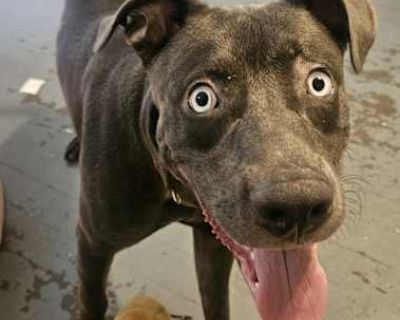 Saturn - Boxer/American Bulldog Mix Male Puppy for Adoption
