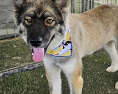 Asher JuM - Keeshond/Husky Mix Male Dog for Adoption