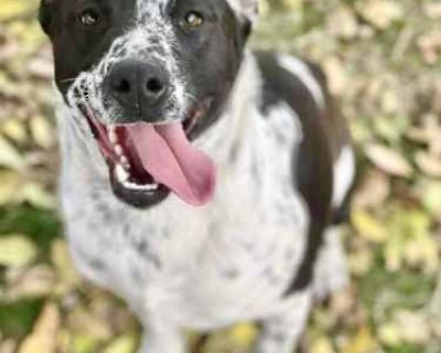 Oreo - Blue Heeler/Pit Bull Terrier Mix Male Puppy for Adoption