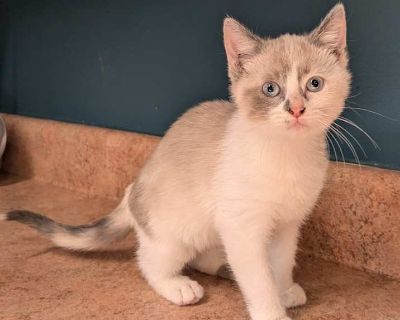 Child. Calico or dilute calico. Microchipped. These kittens will be available Tuesday at 10 am. Their adoption fee is $25 or 2 for $25, kittens do better with a friend. Adoption process Adoption includes spay/neuter surgery, microchips, current vaccinations, worming, and flea-tick treatment. . Usual rates: $100 Puppy/small dog $80 Most dogs $25 Senior dogs and cats $50 Most Cats and Kittens Occ...