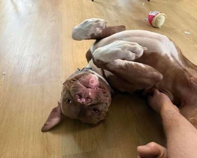 Dibs - American Pit Bull Terrier/Mutt Mix Male Puppy for Adoption