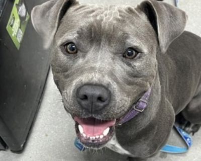 Maybelle was shopping and lost her way. This friendly dog is looking for her forever home. Please come meet this beauty today. This pet qualifies for our Sponsored by Simba Program: Pets for Veterans: no adoption fee for any military veteran adopting a pet 1yo+. This pet is available at: Brandywine Valley SPCA 1757 Horsepond Rd Dover DE 19901. Adult Female Large