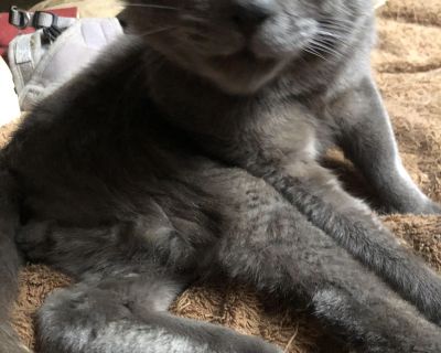 If you envy people who say their dogs (or cats) make them feel like the center of the universe, and you want to adopt the kind of very loving cat who is extremely unlikely to ever get adopted by anyone else, Big Cuddles is a perfect choice for you! Please read about him below and, if interested, send in your answers (to the questions asked at the end of this write-up) to philoctete@mailbug.com ...