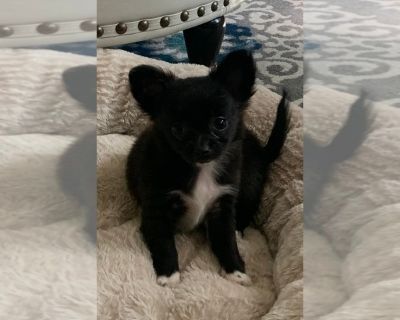 Freya - Chihuahua Female Puppy for Sale