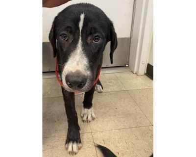 JECKLE - Labrador Retriever/Border Collie Mix Male Dog for Adoption